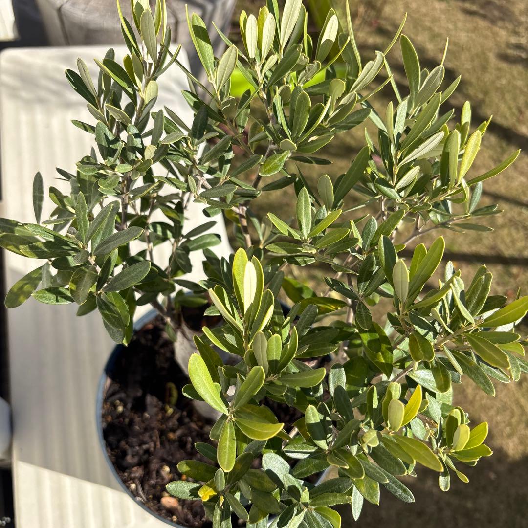 オリーブの木　極太　古木　シンボルツリー　植物　盆栽