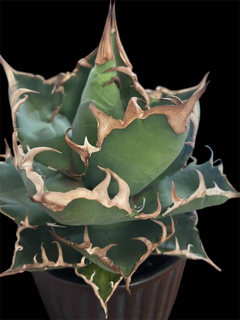 レア特価【CG産】アガベ チタノタ シチリア スパチタ カクタスグリーン