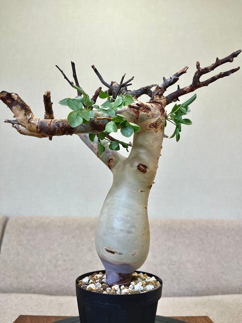 コミフォラ ピュアカタフ ソマリア産 コレクション ぷっくり