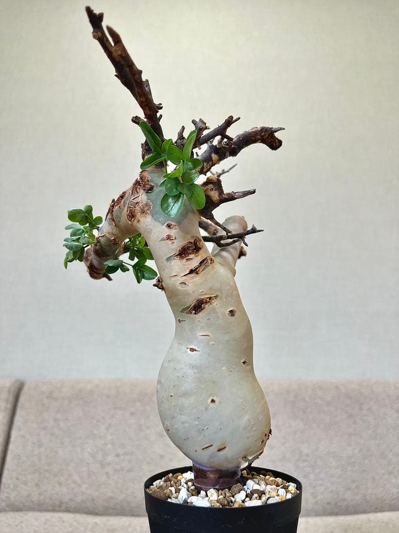 コミフォラ ピュアカタフ ソマリア産 コレクション ぷっくり