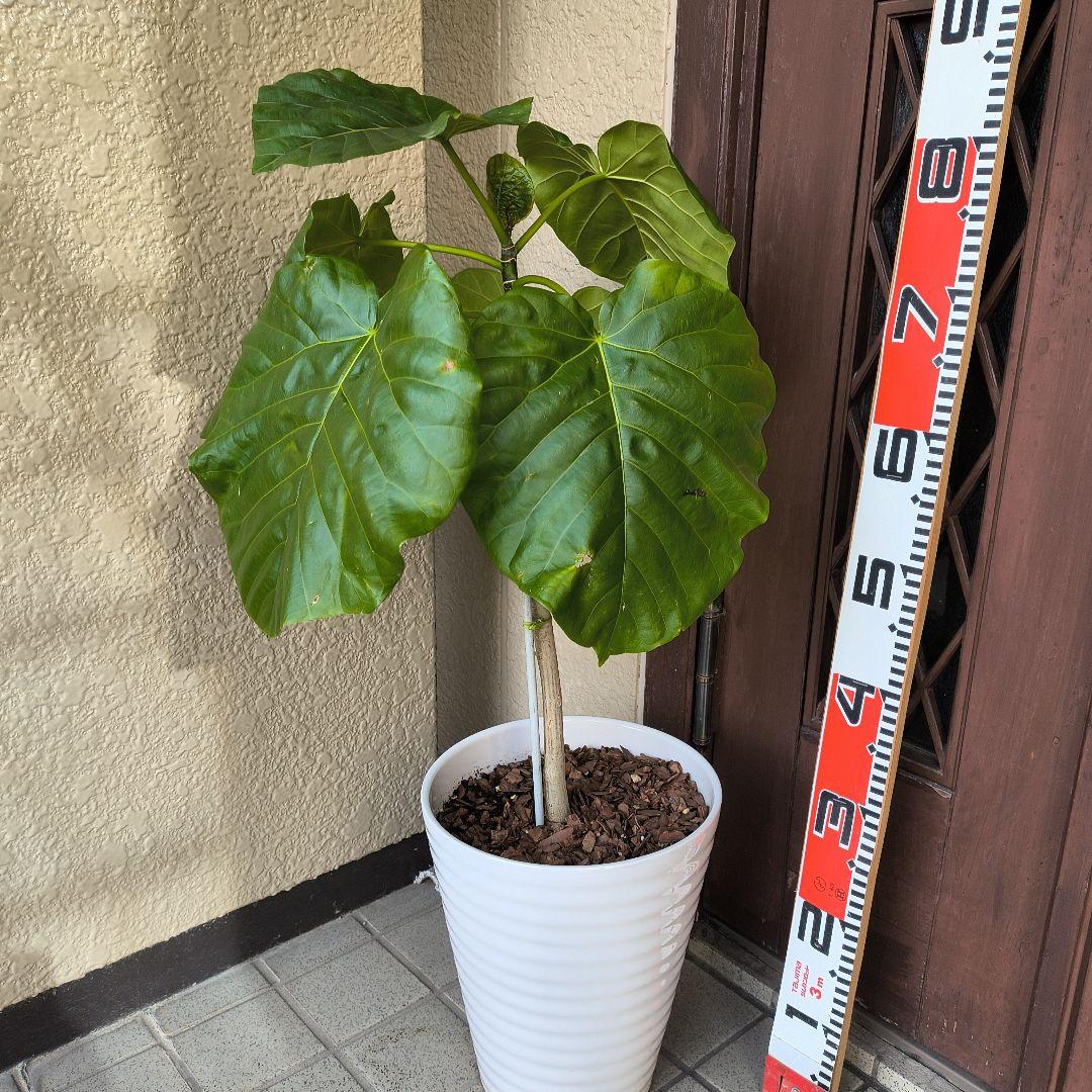 フィカス・ラベンダー 床から約８0cm 白い陶器鉢