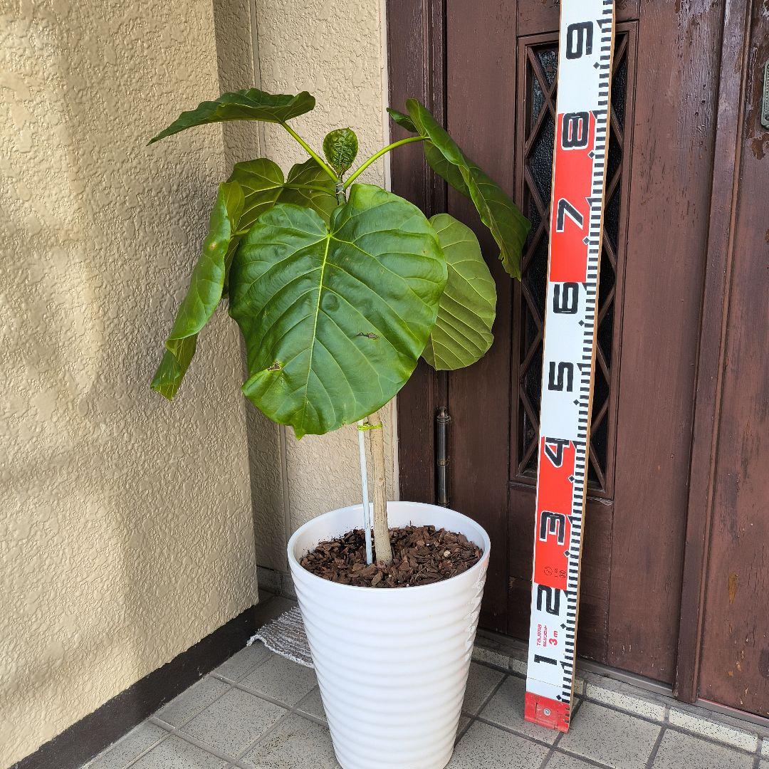 フィカス・ラベンダー 床から約８0cm 白い陶器鉢