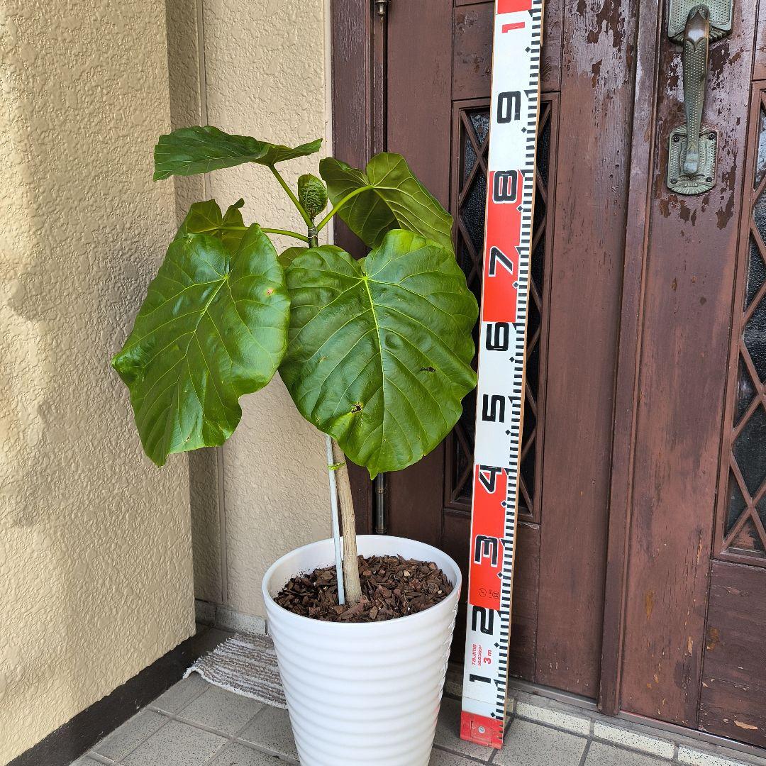 フィカス・ラベンダー 床から約８0cm 白い陶器鉢