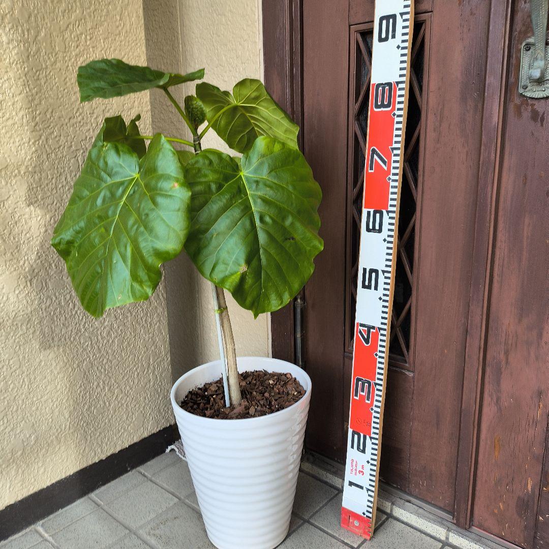 フィカス・ラベンダー 床から約８0cm 白い陶器鉢