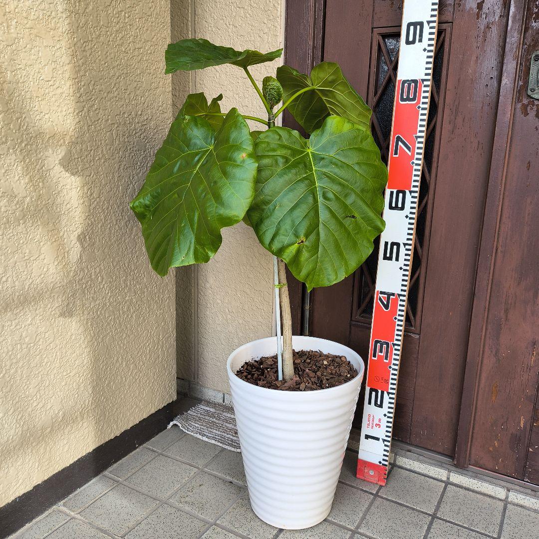 フィカス・ラベンダー 床から約８0cm 白い陶器鉢