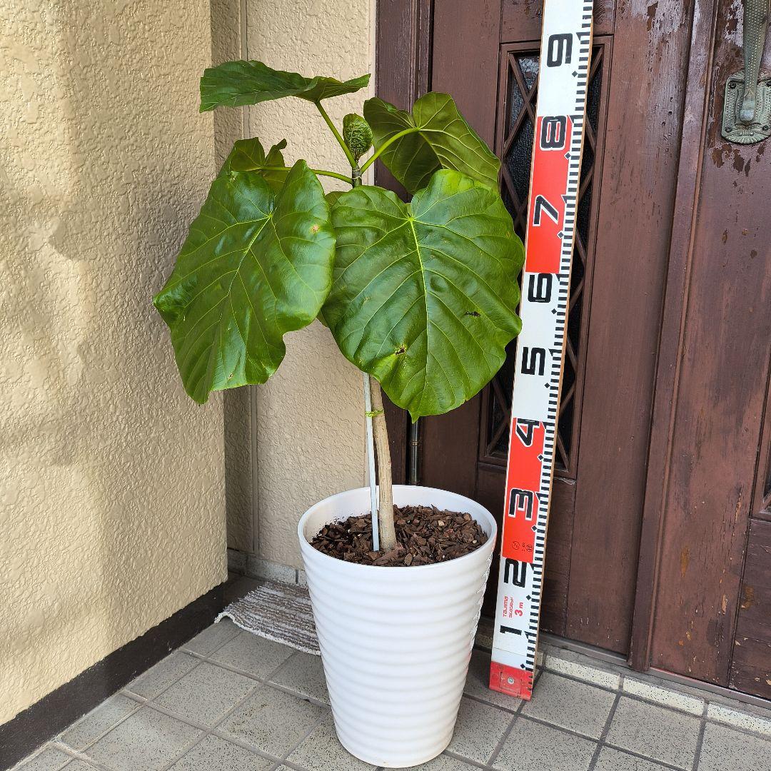 フィカス・ラベンダー 床から約８0cm 白い陶器鉢