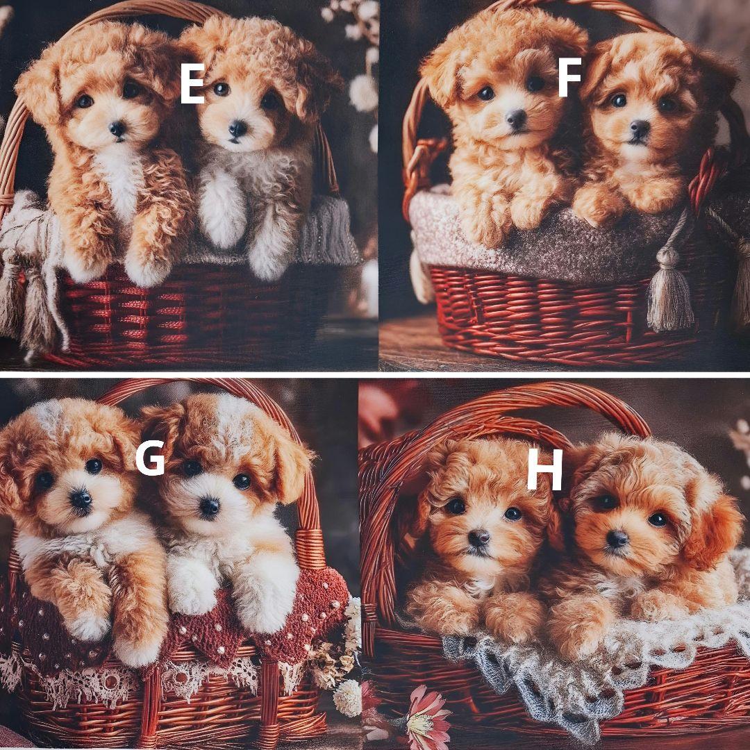 あゆちょハンドメイド用オーダー用パネル♥️可愛いトイプードル12月1日在庫分