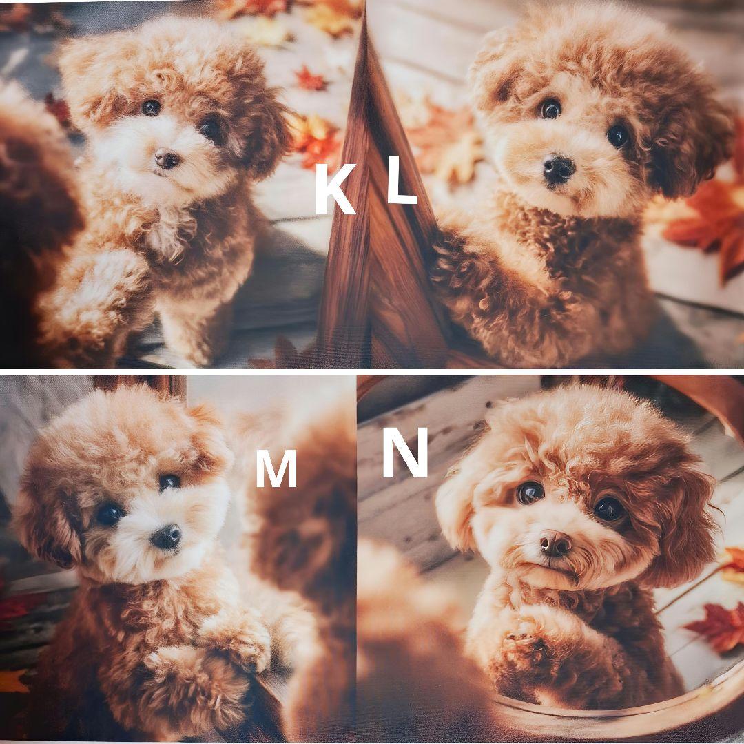 あゆちょハンドメイド用オーダー用パネル♥️可愛いトイプードル12月1日在庫分