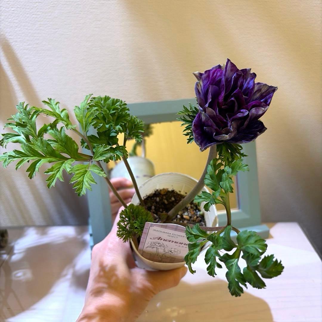 【レア】八重咲きアネモネ　ミストラル　ティグネワイン　ポット苗《2/9》