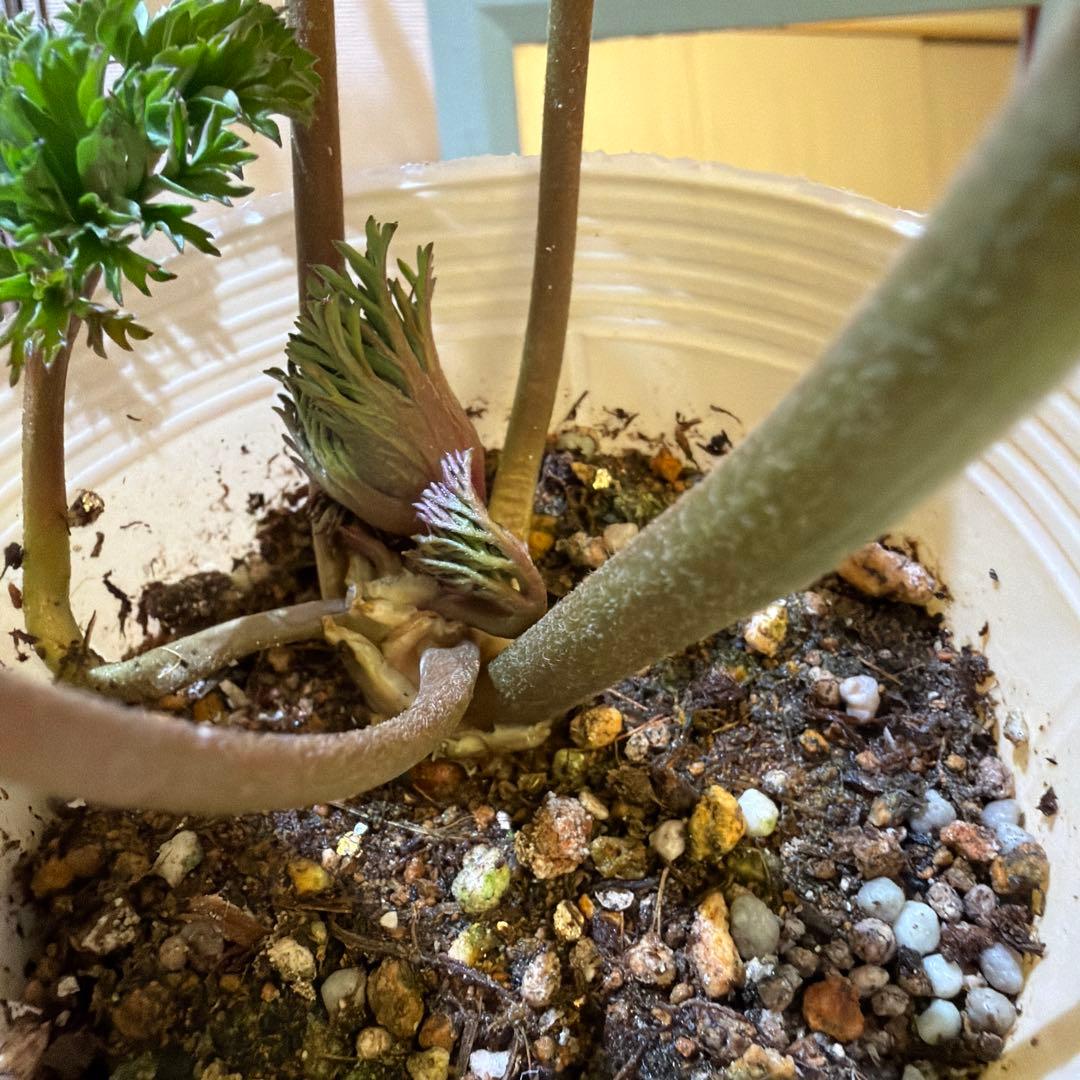 【レア】八重咲きアネモネ　ミストラル　ティグネワイン　ポット苗《2/9》