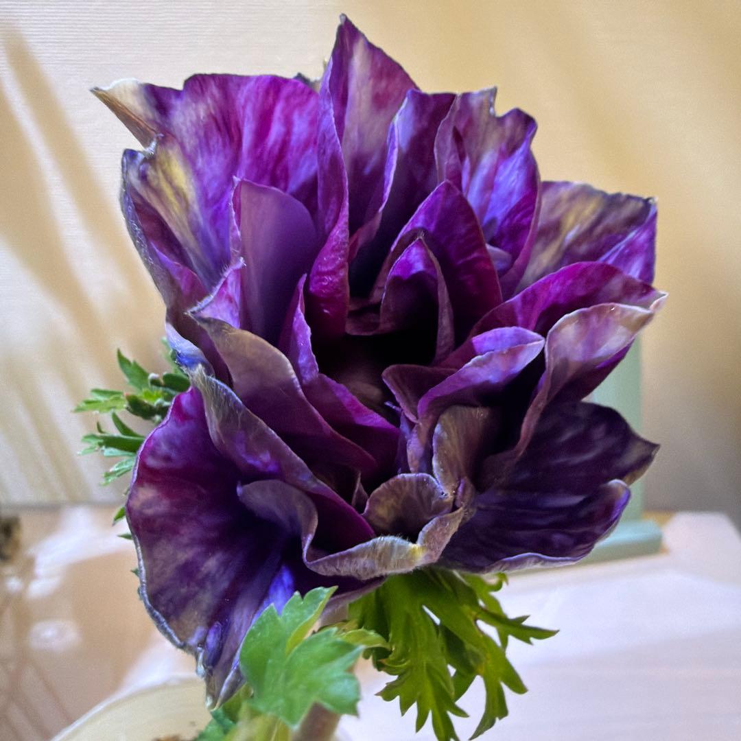 【レア】八重咲きアネモネ　ミストラル　ティグネワイン　ポット苗《2/9》