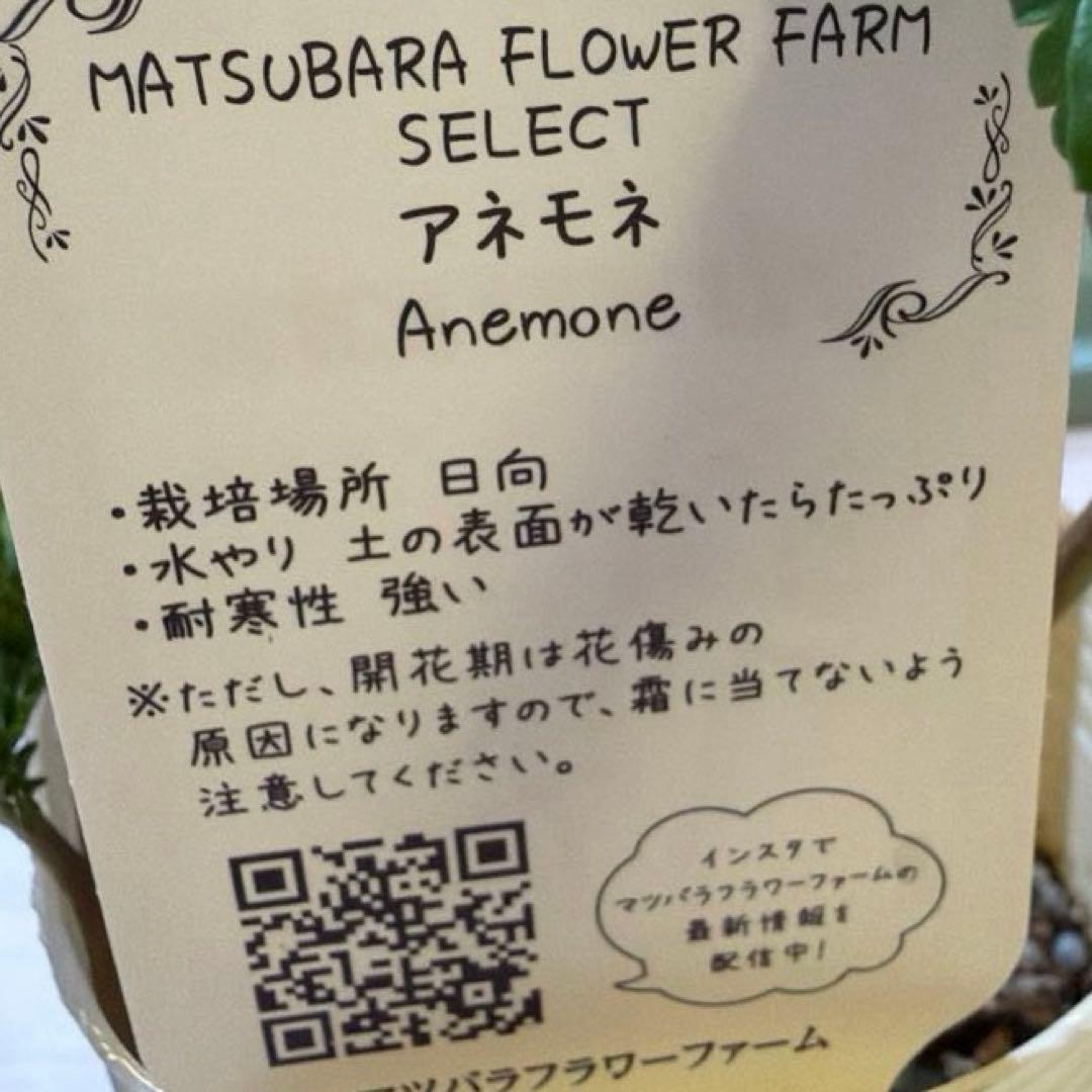 【レア】八重咲きアネモネ　ミストラル　ティグネワイン　ポット苗《2/9》