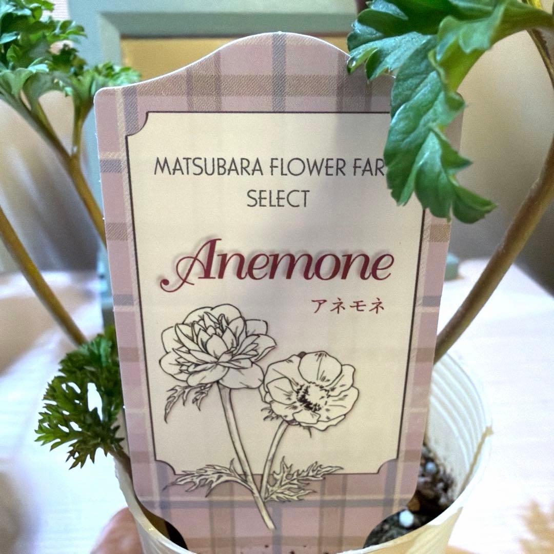 【レア】八重咲きアネモネ　ミストラル　ティグネワイン　ポット苗《2/9》