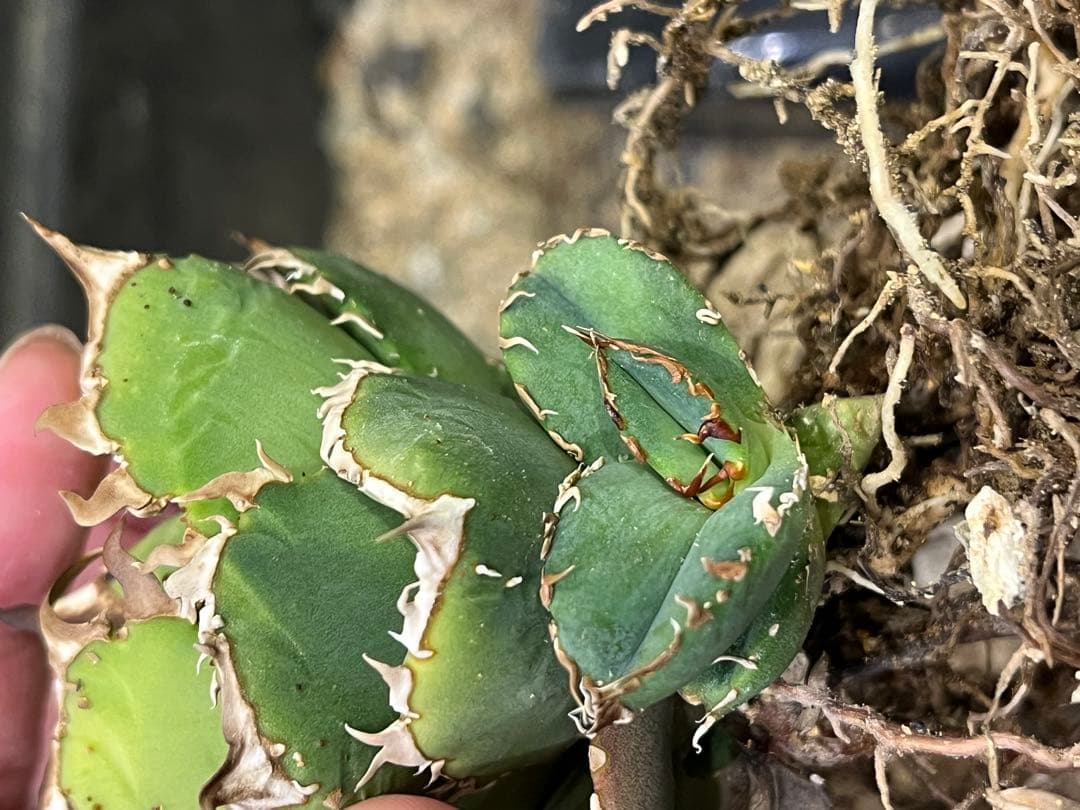 アガベ チタノタ CJ plants産 CJ13 - メルカリ