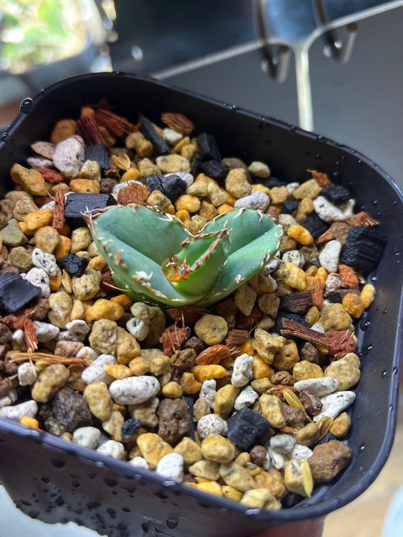 アガベ チタノタ CJ plants産 CJ13 - メルカリ