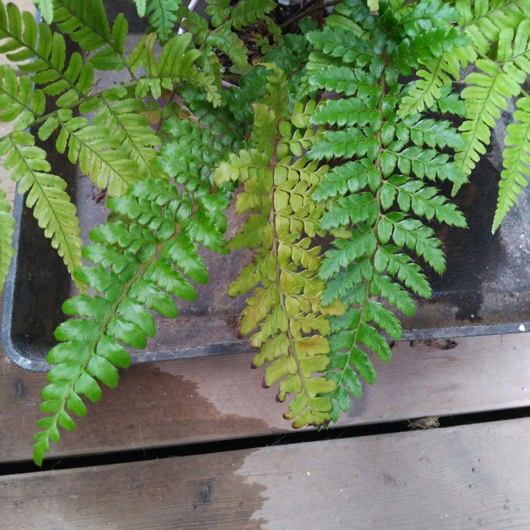 ワケアリ 大① 品種不明シダ