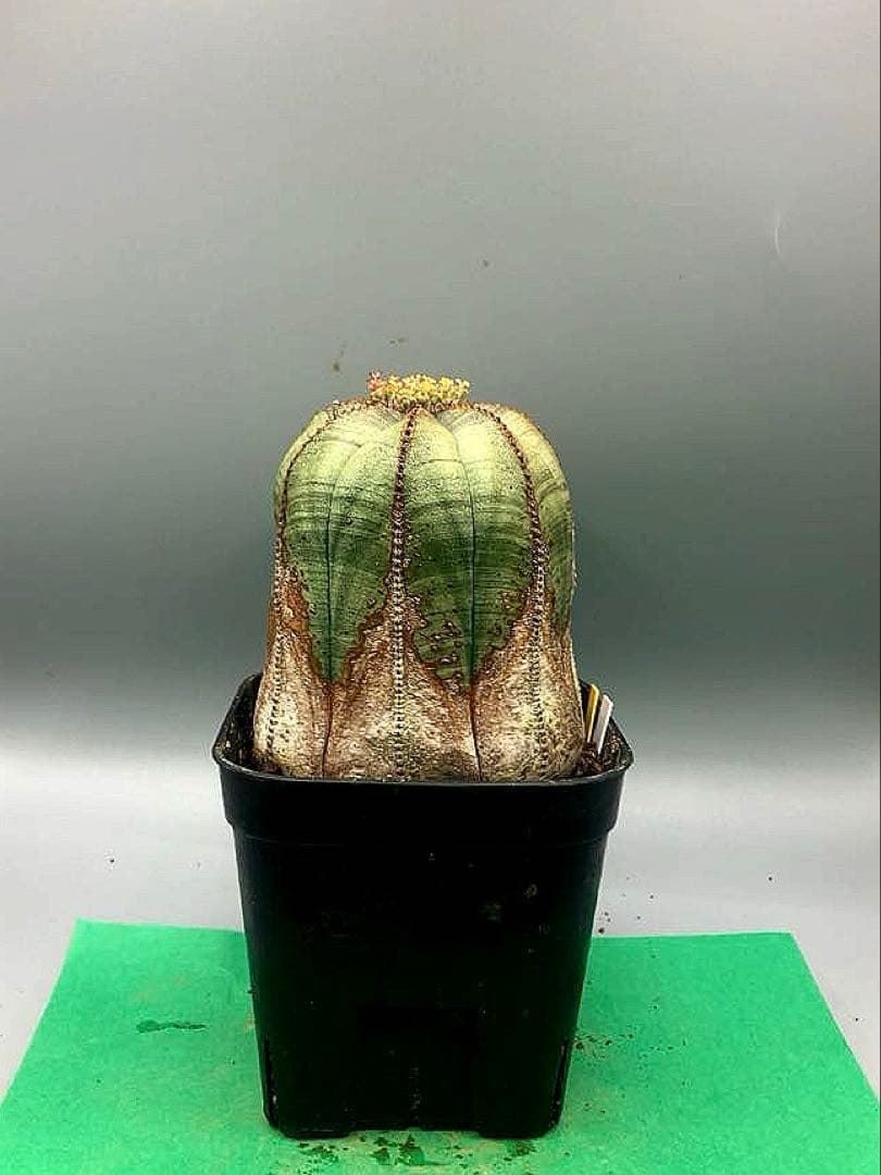 《3号WY》ユーフォルビア　オールド　オベサ　雌株