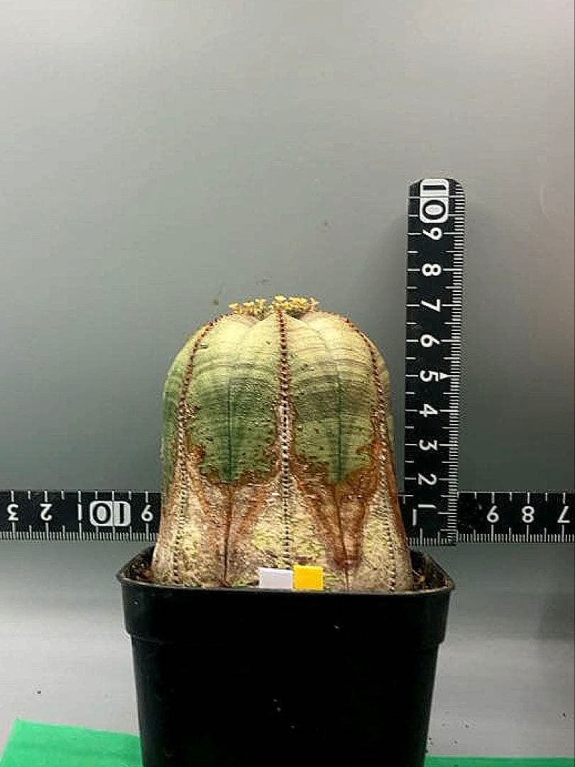 《3号WY》ユーフォルビア　オールド　オベサ　雌株