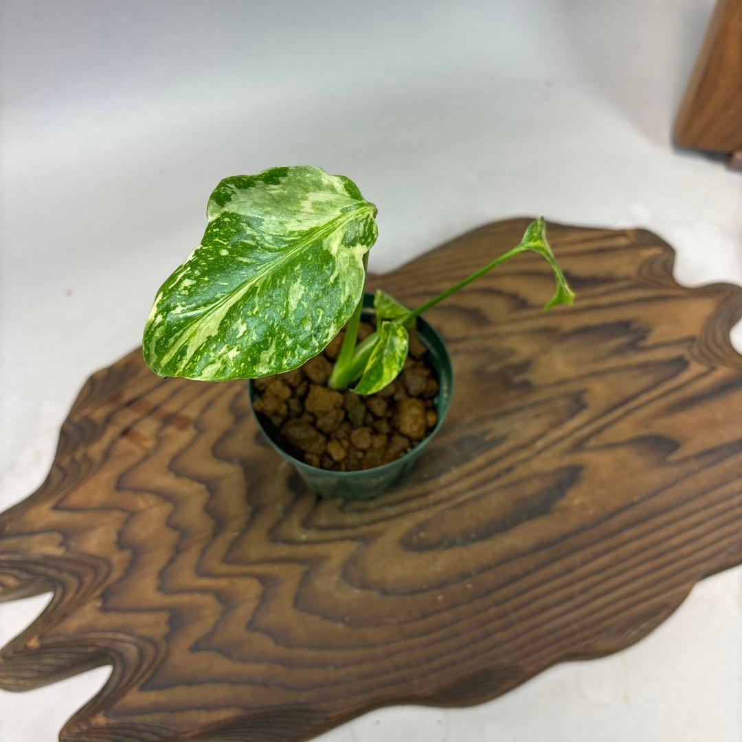 Y*_様 【希少】モンステラ・エレクトロライト斑入MonsteraElectro