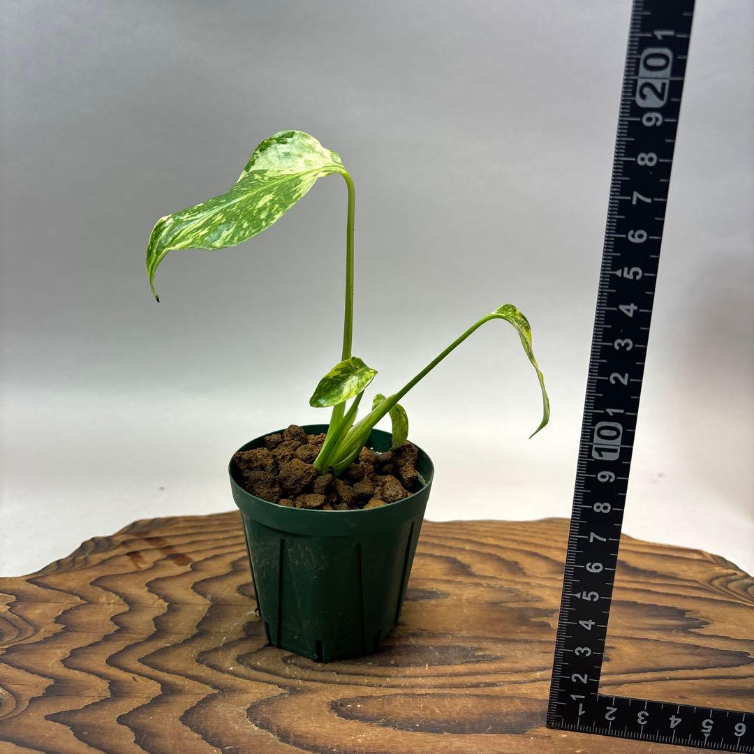 Y*_様 【希少】モンステラ・エレクトロライト斑入MonsteraElectro