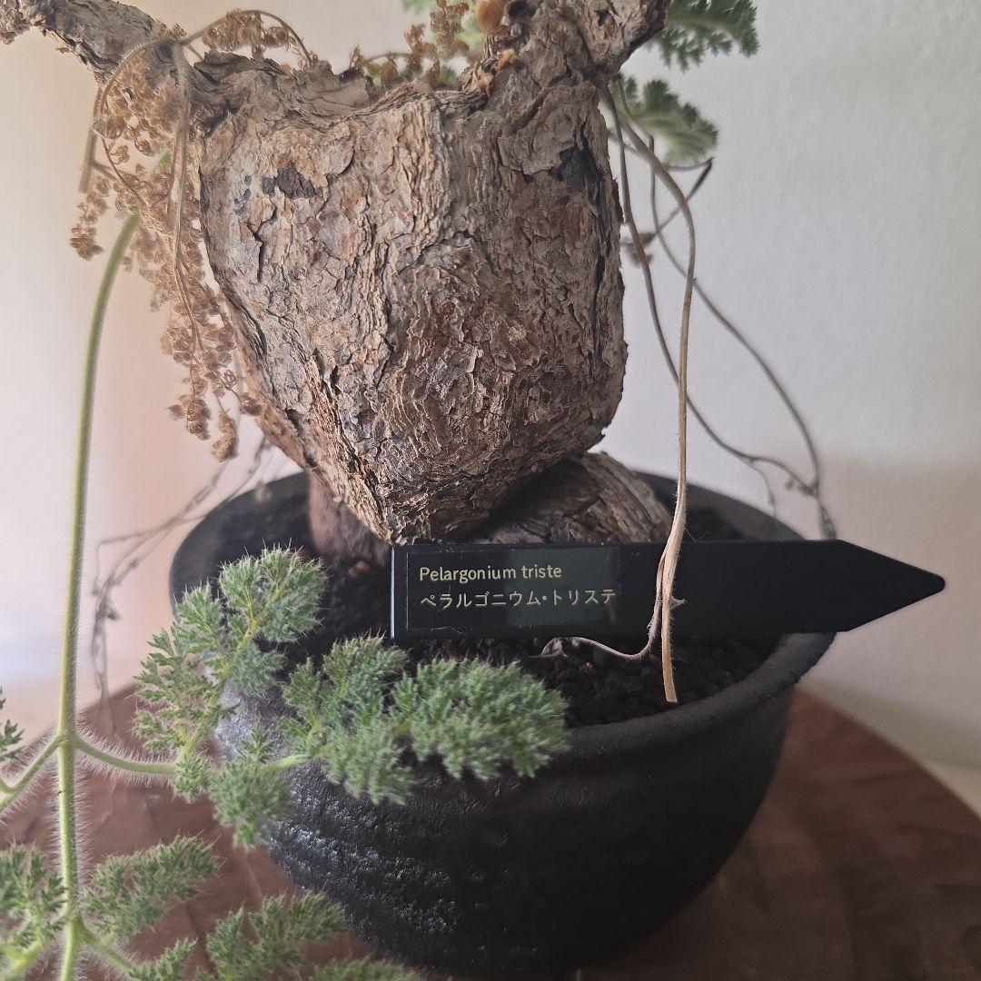 ペラルゴニウム▪︎トリステ発根済み 信楽焼陶器鉢 - メルカリ