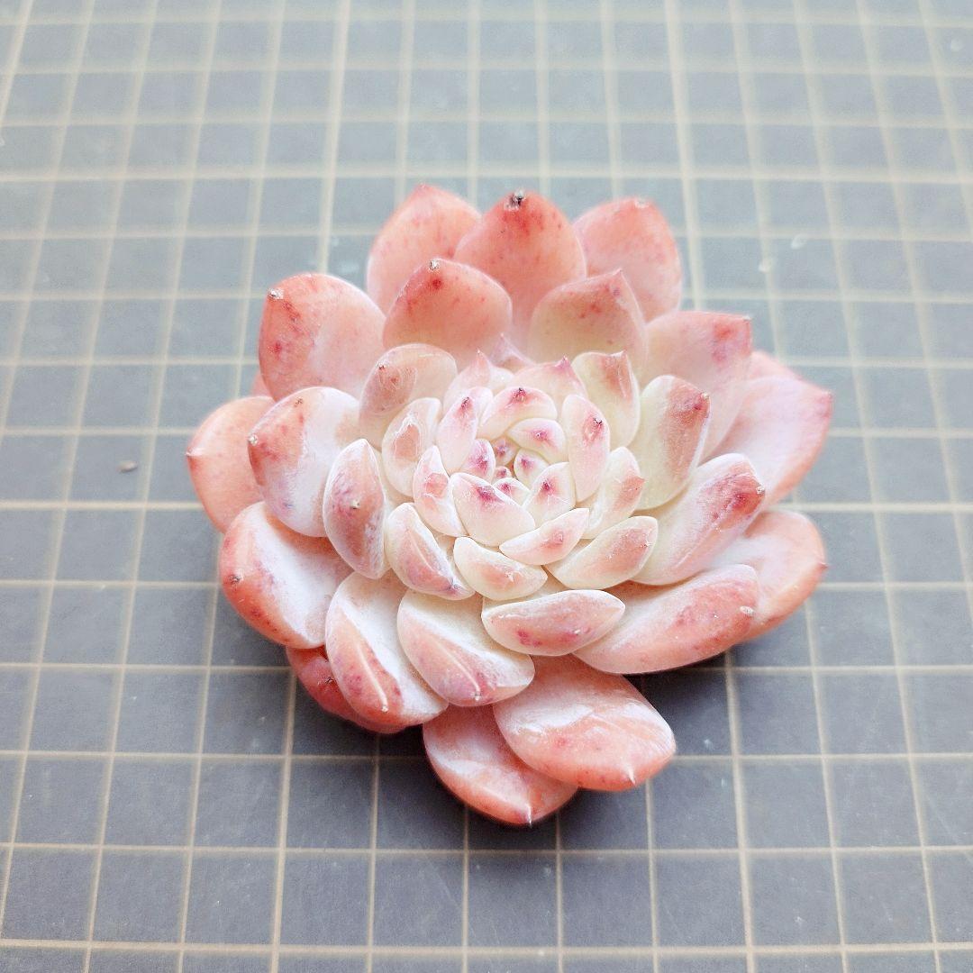 ラジエル◎多肉植物 カット苗 韓国苗 エケベリア等 - メルカリ