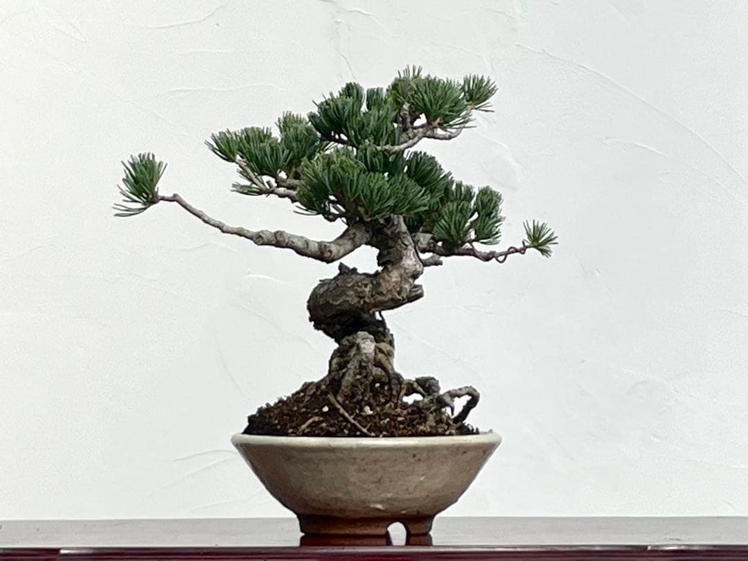 三河盆栽　五葉松　明星　盆栽　根上がり