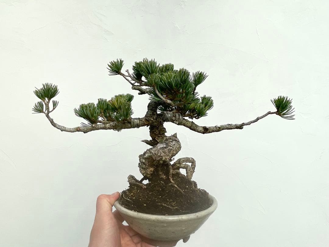 三河盆栽　五葉松　明星　盆栽　根上がり