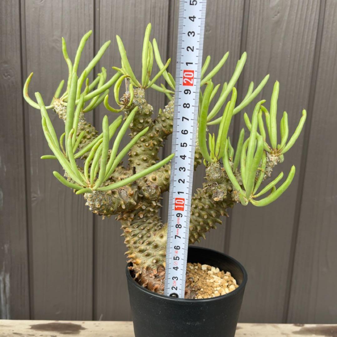 《期間限定販売❗️》『チレコドン　ワリチー』極美大株　現地株　発根済 ポット発送