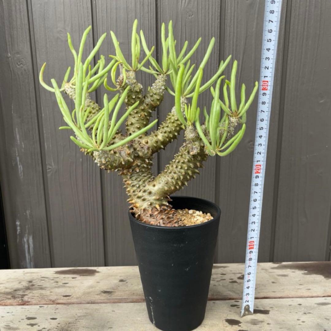 《期間限定販売❗️》『チレコドン　ワリチー』極美大株　現地株　発根済 ポット発送