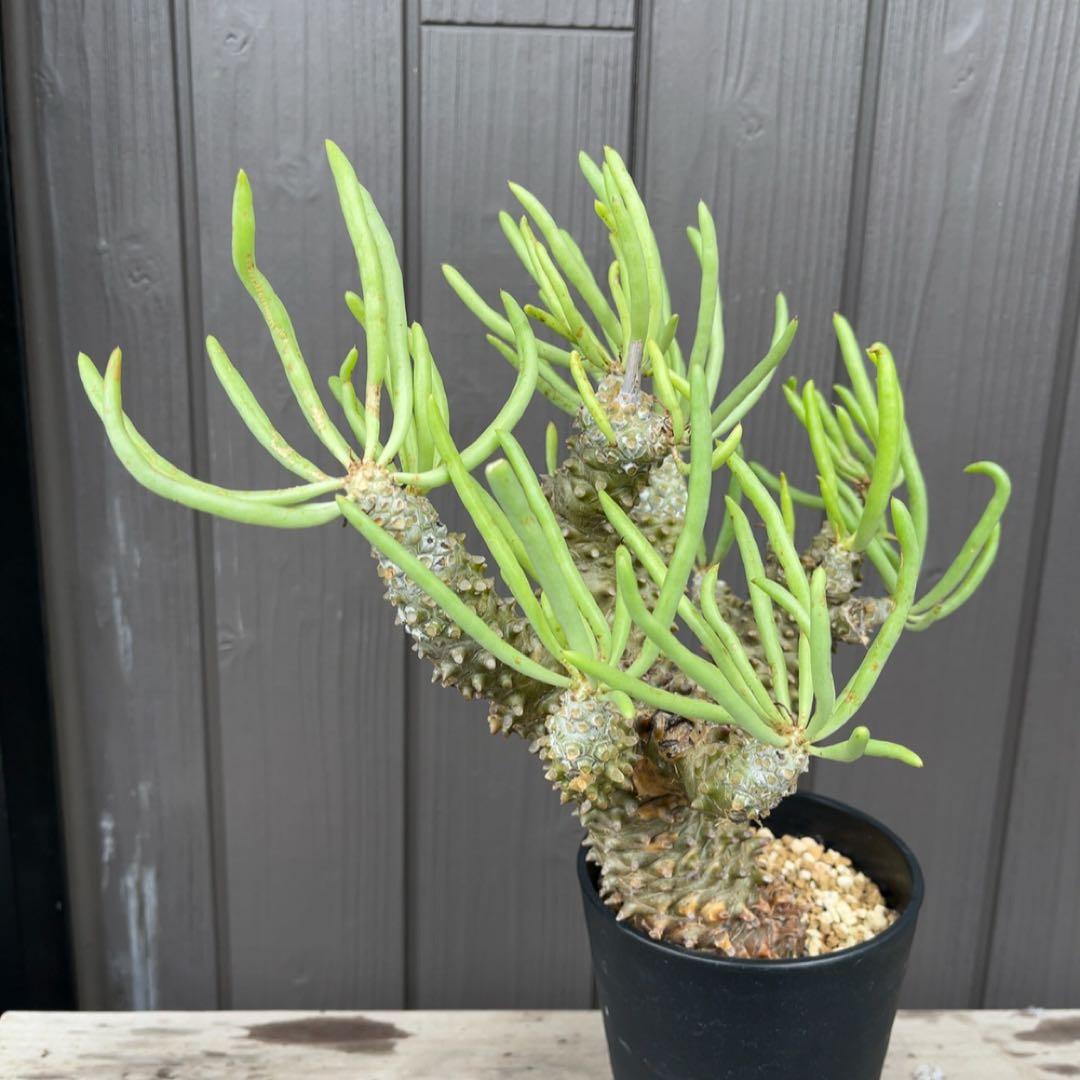 《期間限定販売❗️》『チレコドン　ワリチー』極美大株　現地株　発根済 ポット発送