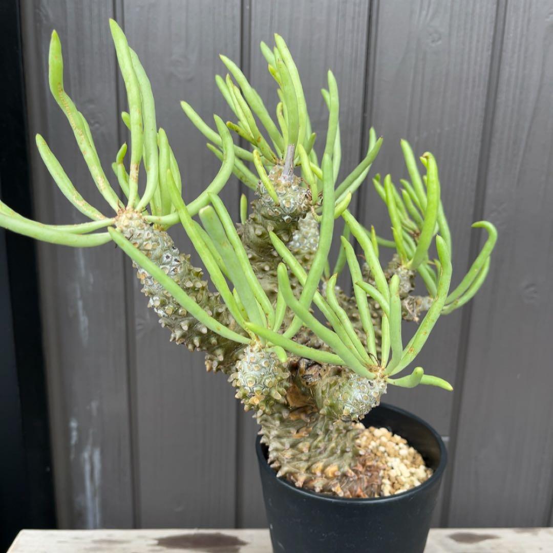 《期間限定販売❗️》『チレコドン　ワリチー』極美大株　現地株　発根済 ポット発送