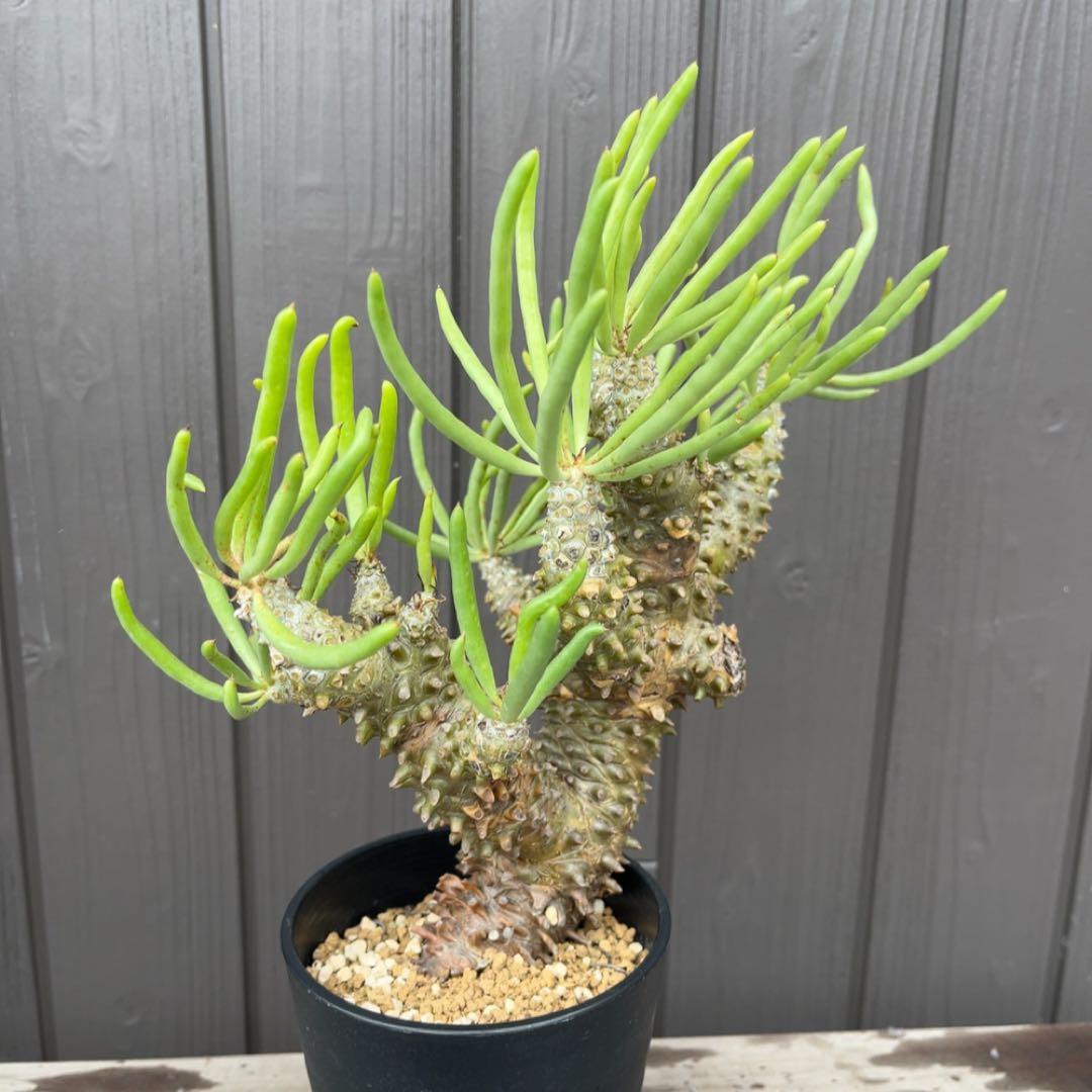 《期間限定販売❗️》『チレコドン　ワリチー』極美大株　現地株　発根済 ポット発送