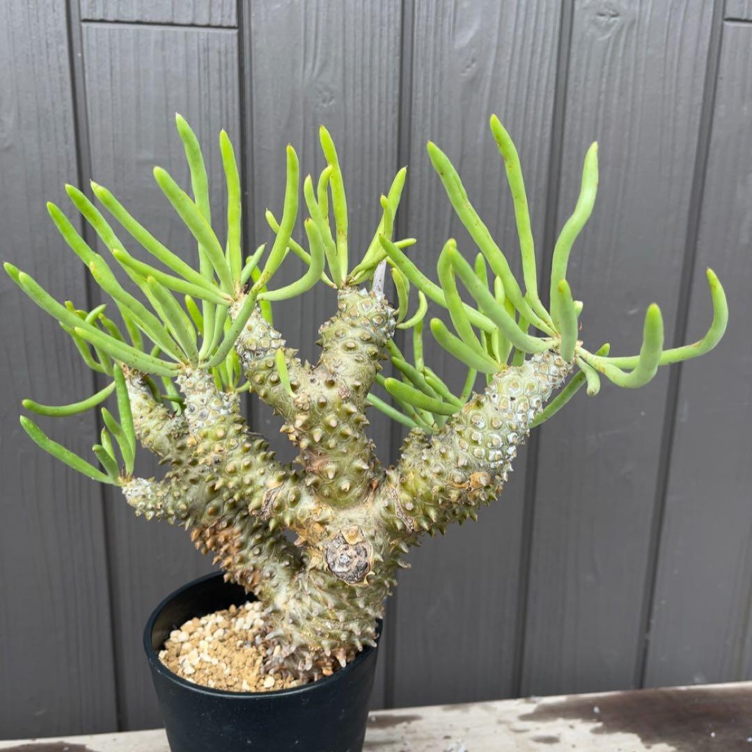 《期間限定販売❗️》『チレコドン　ワリチー』極美大株　現地株　発根済 ポット発送