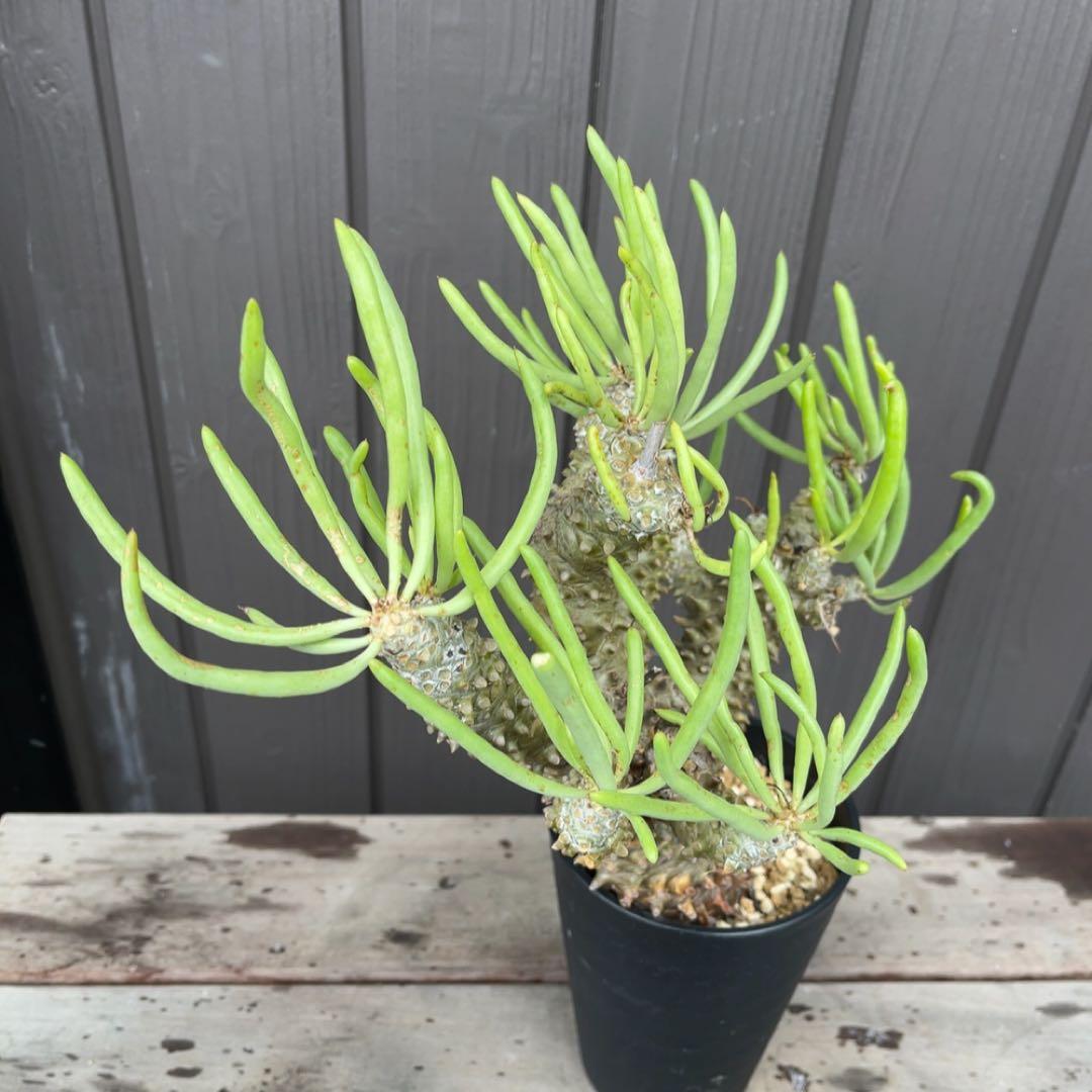 《期間限定販売❗️》『チレコドン　ワリチー』極美大株　現地株　発根済 ポット発送