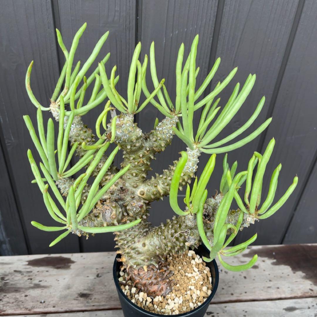 《期間限定販売❗️》『チレコドン　ワリチー』極美大株　現地株　発根済 ポット発送