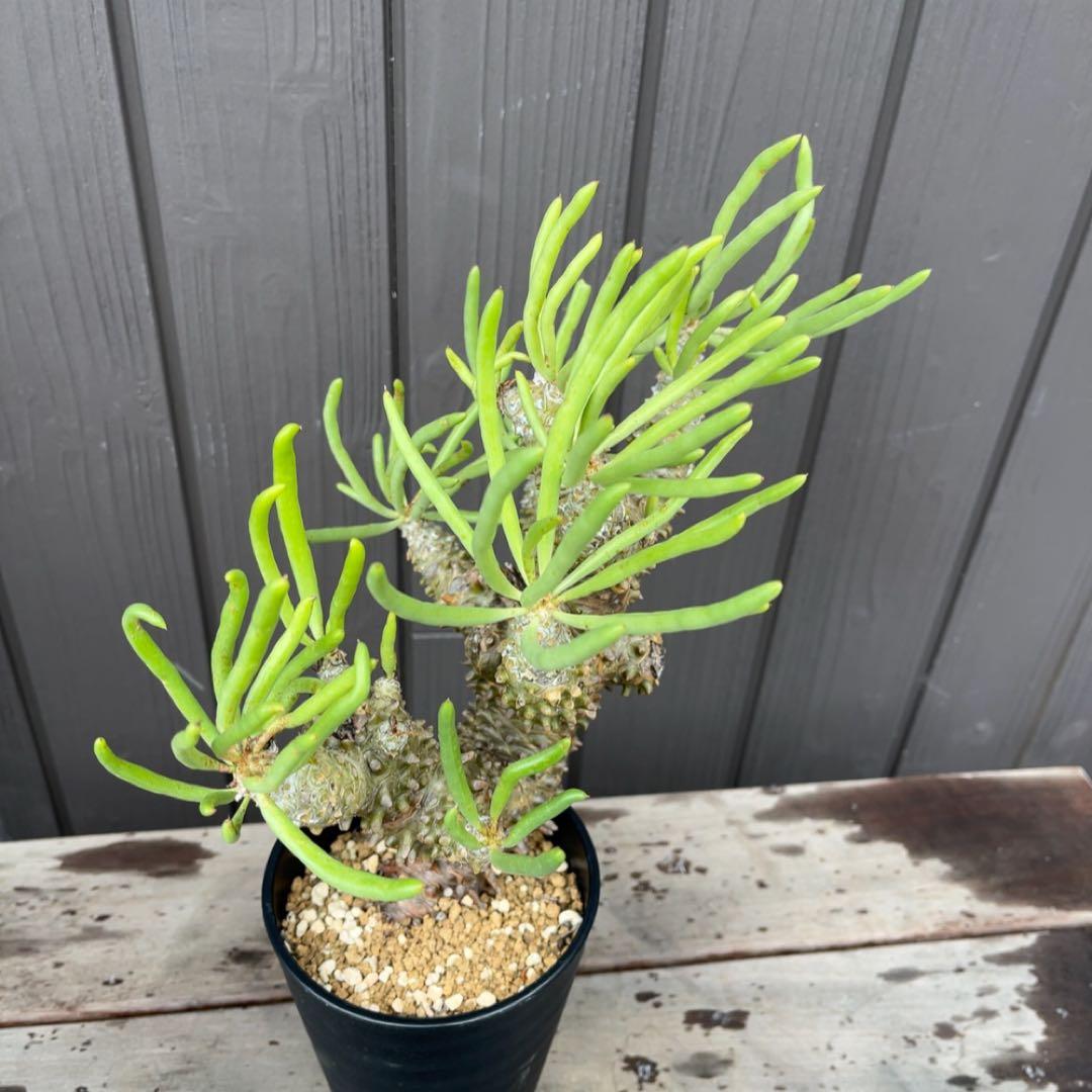 《期間限定販売❗️》『チレコドン　ワリチー』極美大株　現地株　発根済 ポット発送