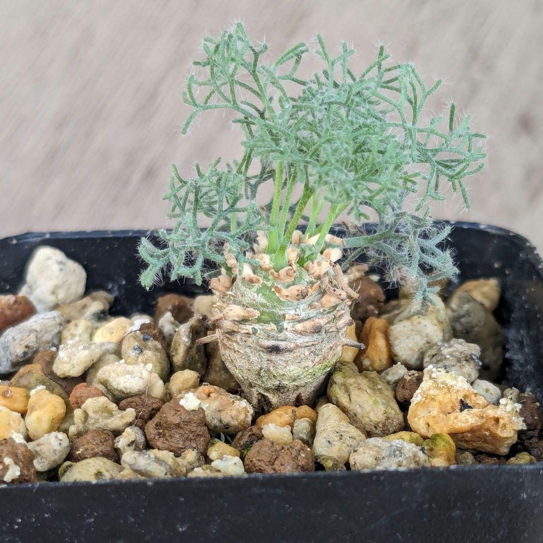 モンソニア ペニクリナム (サルコカウロン) 4 - メルカリ