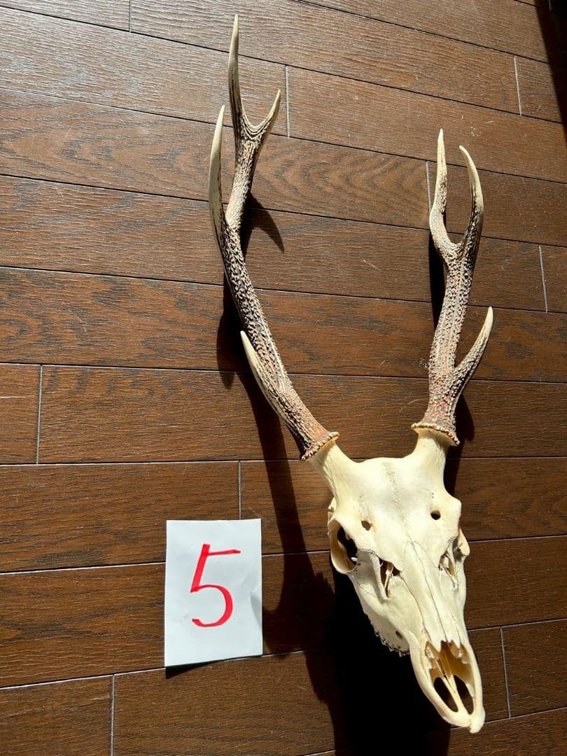 ⑤[1点もの] ハンティングトロフィー　鹿の角　頭蓋骨　日本鹿　スカル