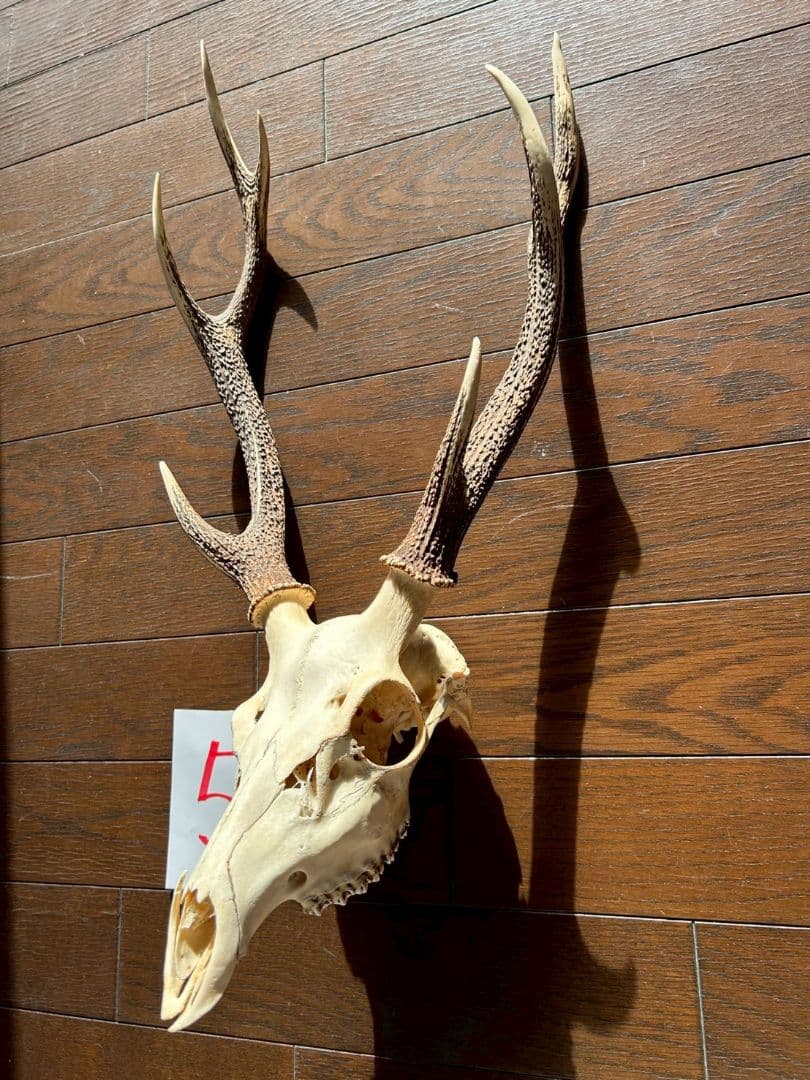 ⑤[1点もの] ハンティングトロフィー　鹿の角　頭蓋骨　日本鹿　スカル