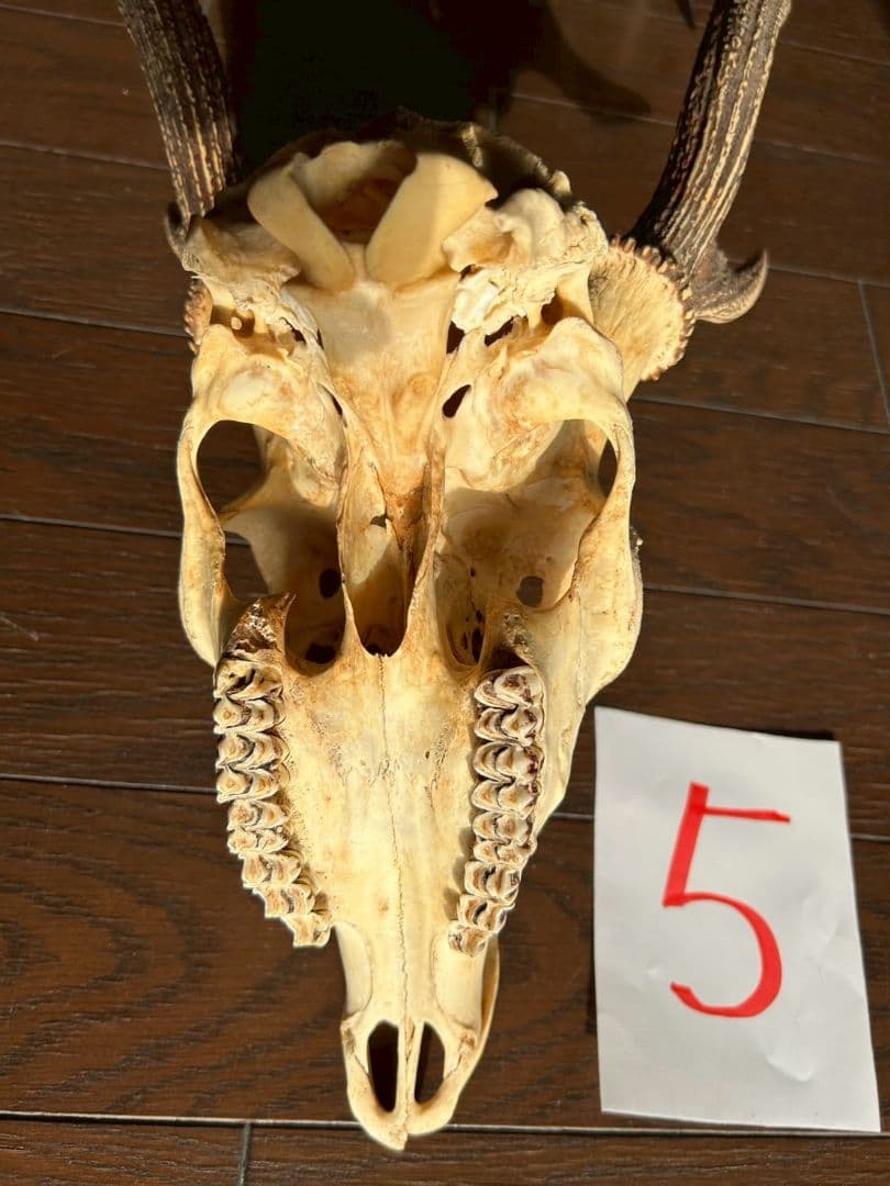 ⑤[1点もの] ハンティングトロフィー　鹿の角　頭蓋骨　日本鹿　スカル