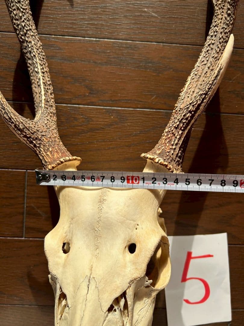 ⑤[1点もの] ハンティングトロフィー　鹿の角　頭蓋骨　日本鹿　スカル