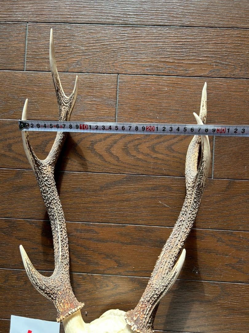 ⑤[1点もの] ハンティングトロフィー　鹿の角　頭蓋骨　日本鹿　スカル