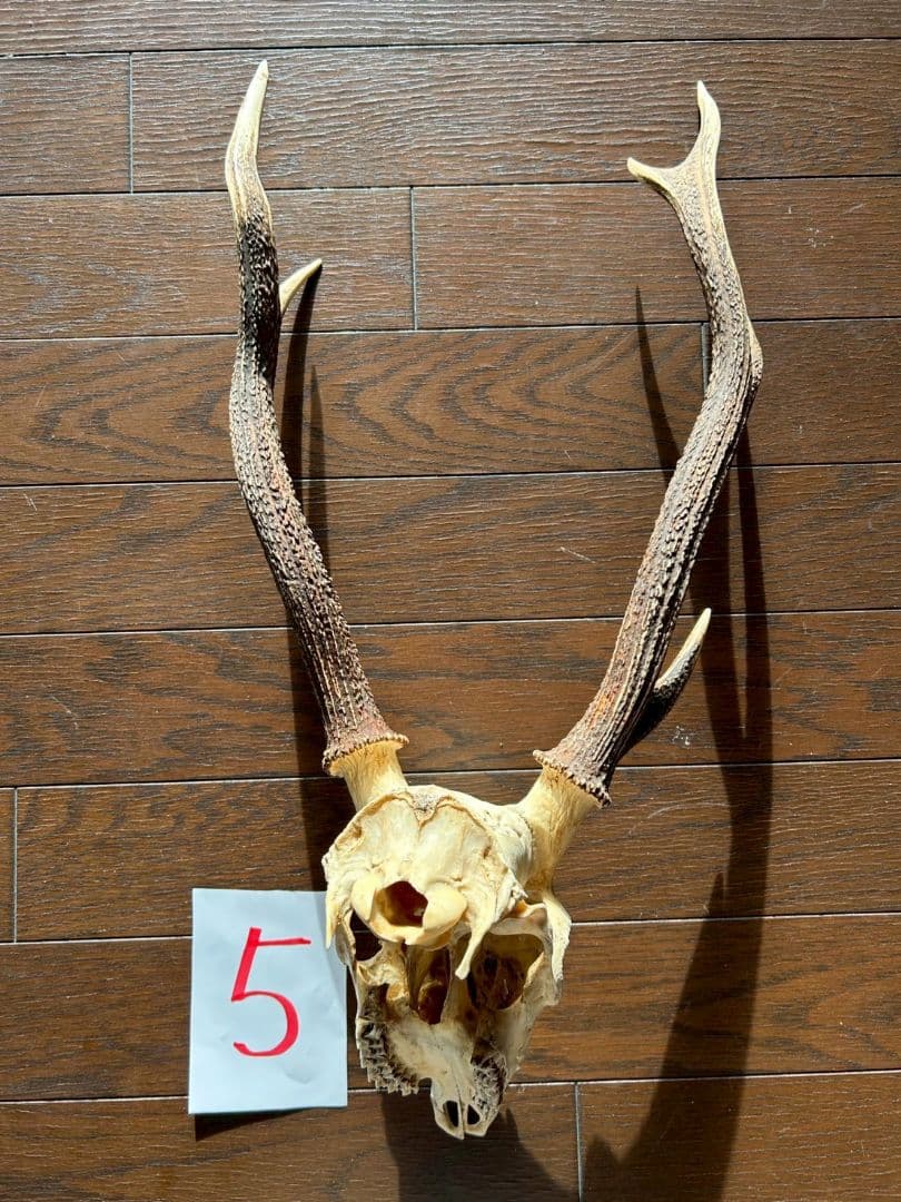 ⑤[1点もの] ハンティングトロフィー　鹿の角　頭蓋骨　日本鹿　スカル