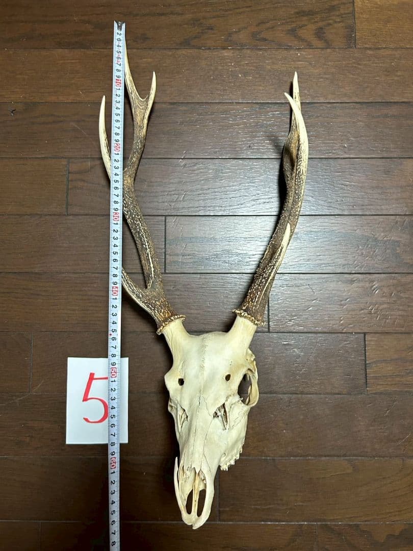 ⑤[1点もの] ハンティングトロフィー　鹿の角　頭蓋骨　日本鹿　スカル