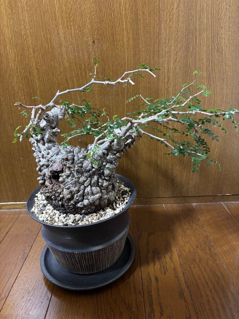 m*u様 オペルクリカリアパキプス 現地球 鉢付き（丸型）