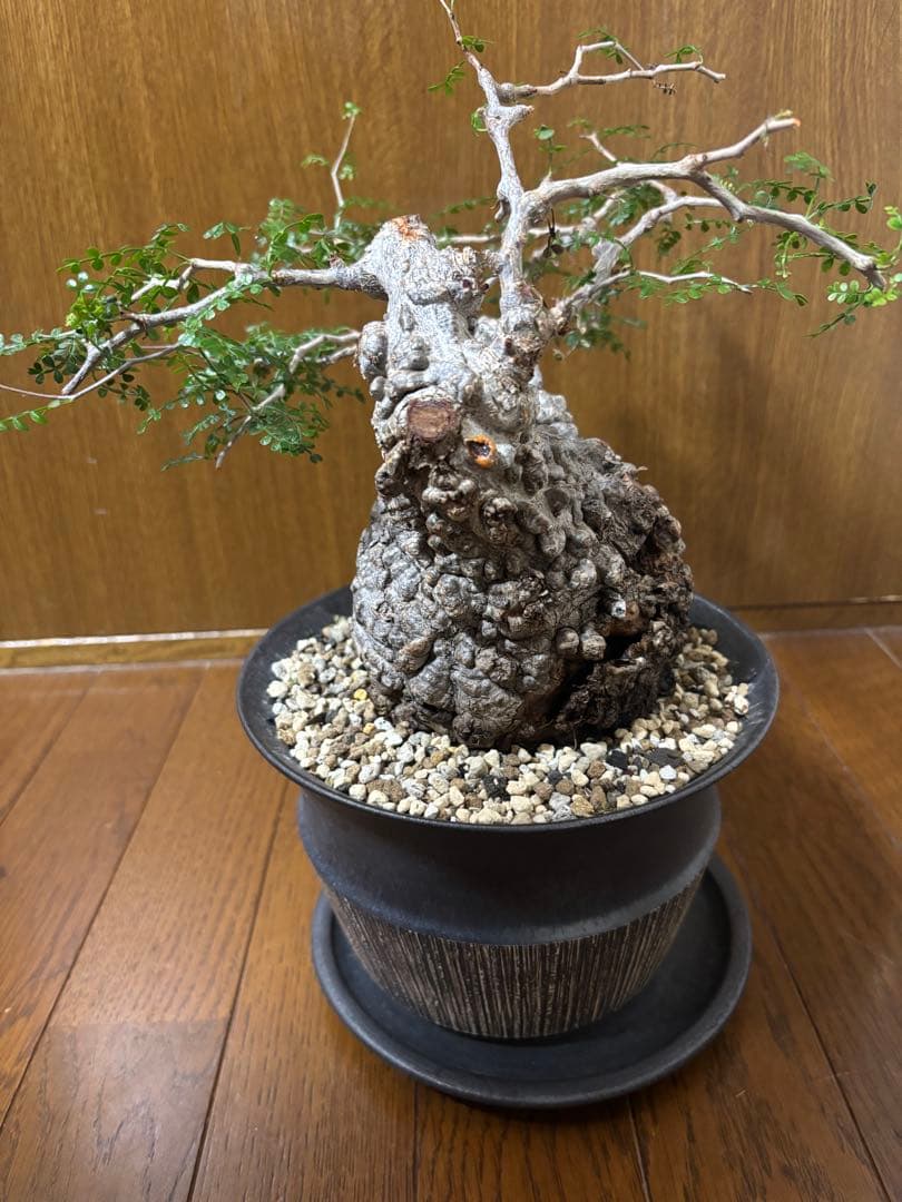 m*u様 オペルクリカリアパキプス 現地球 鉢付き（丸型）