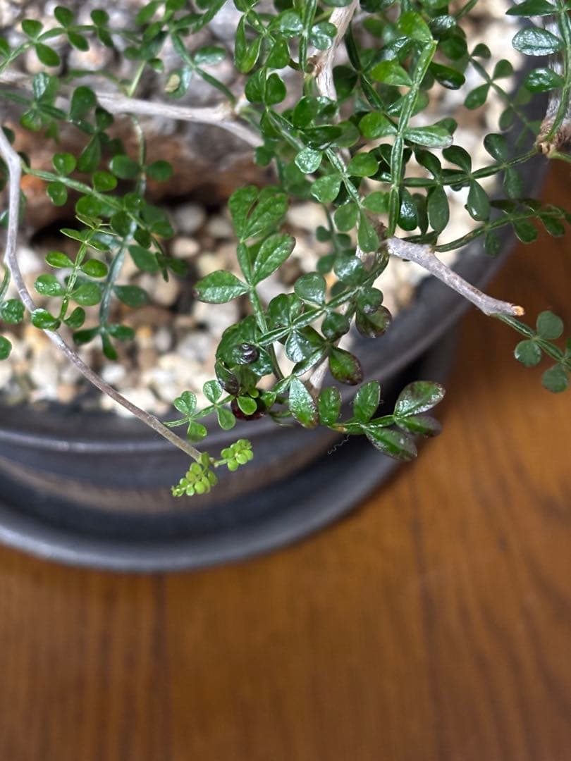 m*u様 オペルクリカリアパキプス 現地球 鉢付き（丸型）