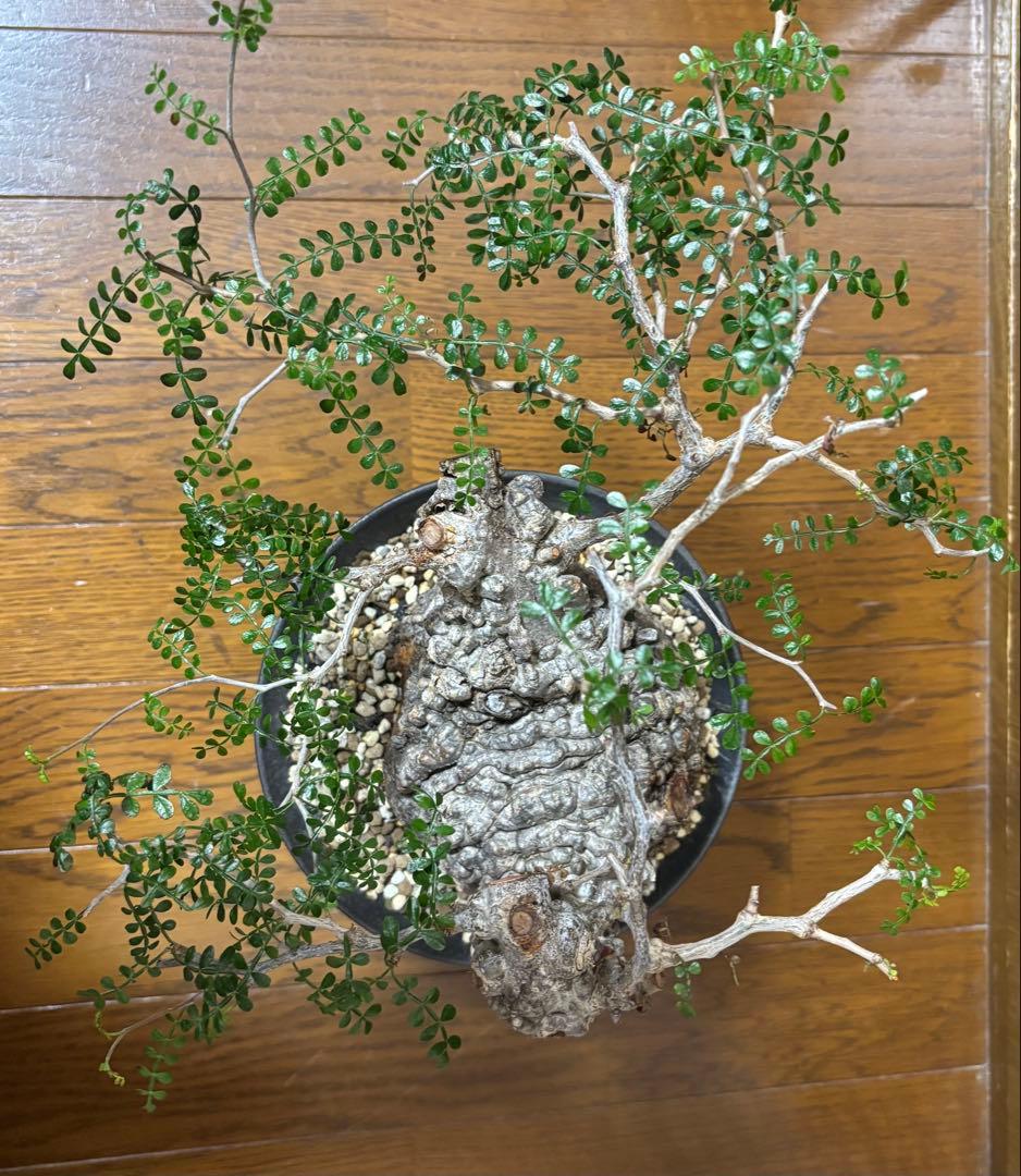 m*u様 オペルクリカリアパキプス 現地球 鉢付き（丸型）