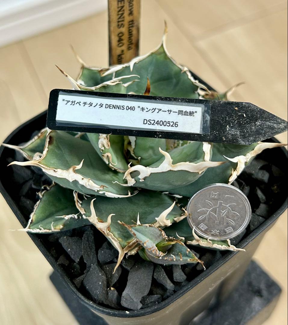 アガベ チタノタ デニス040 キングアーサー 子株 dennis040 - メルカリ